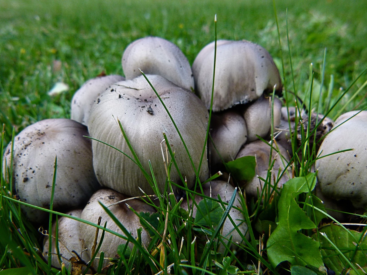 poisonous mushroom wild mushroom free photo