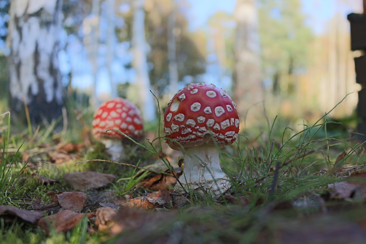 poisonous mushroom forest evening free photo