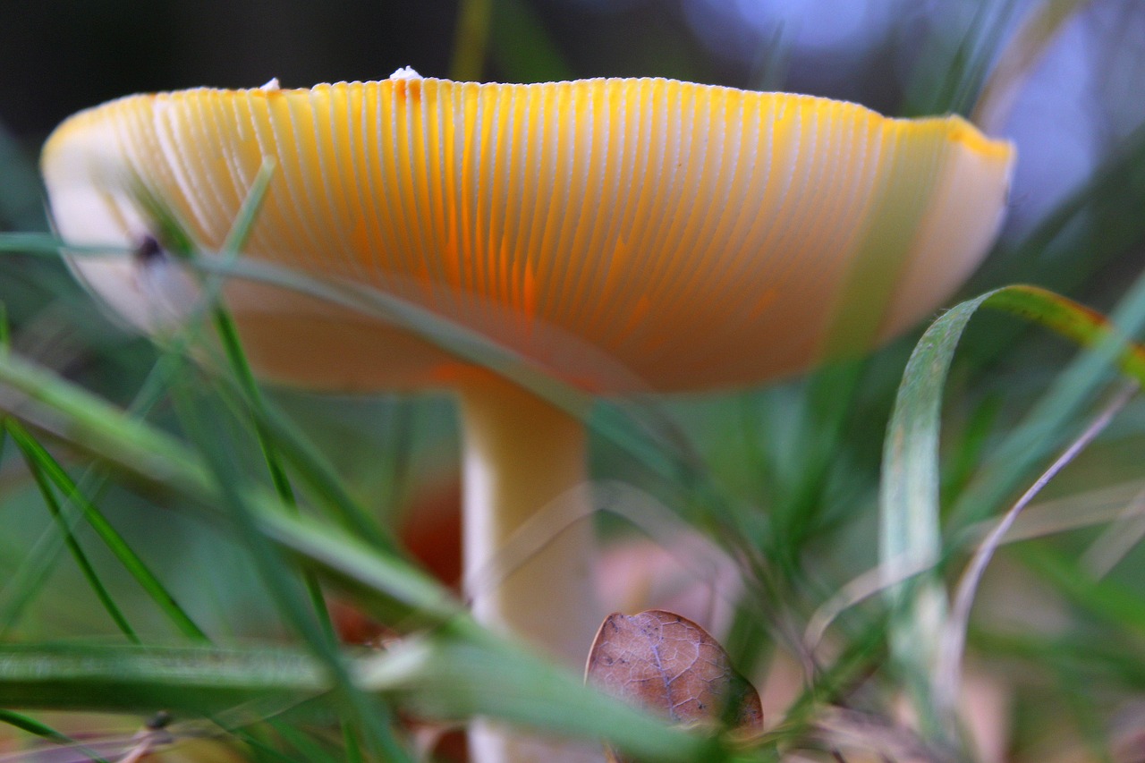 poisonous mushrooms plaques amanita free photo