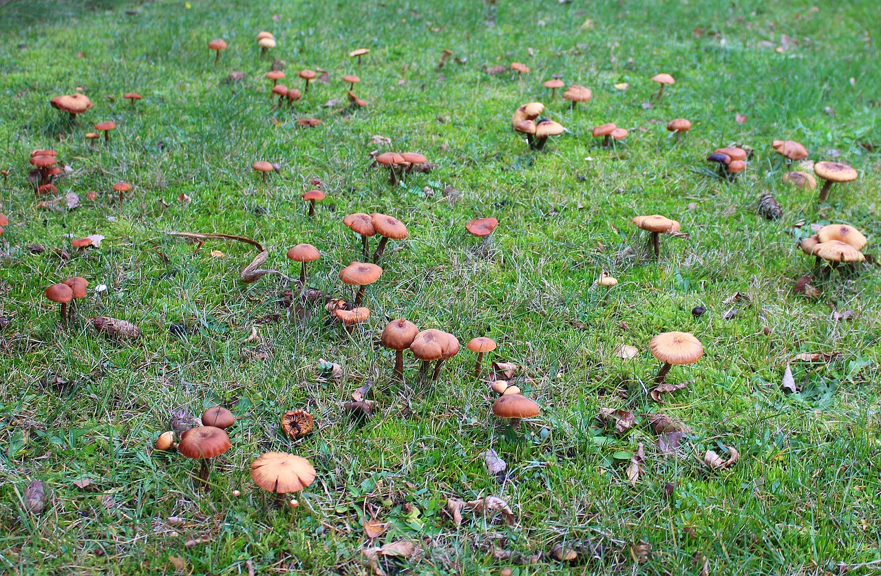 poisonous mushrooms meadow family of mushrooms free photo