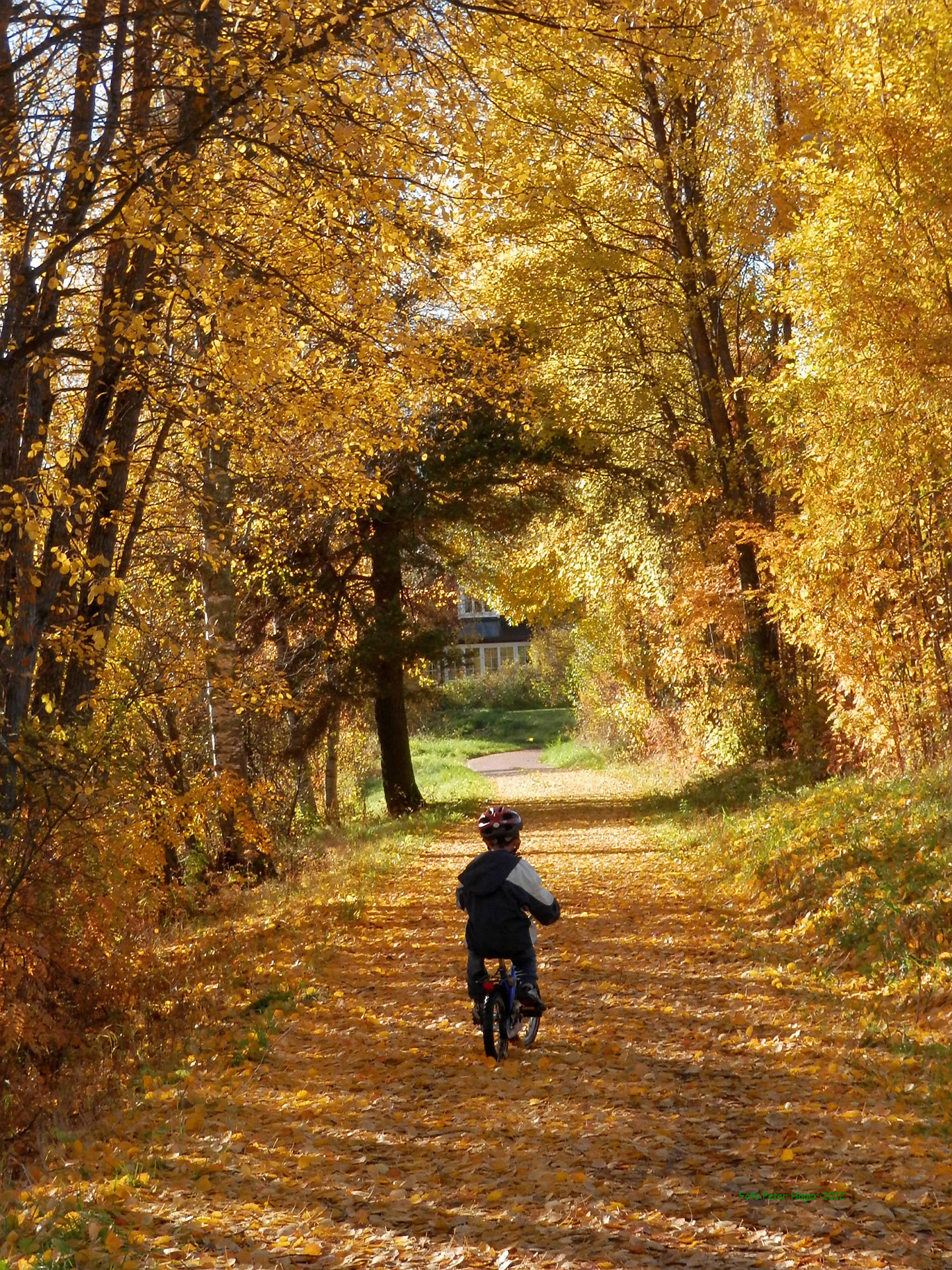 boy bicycle boy in autumn free photo