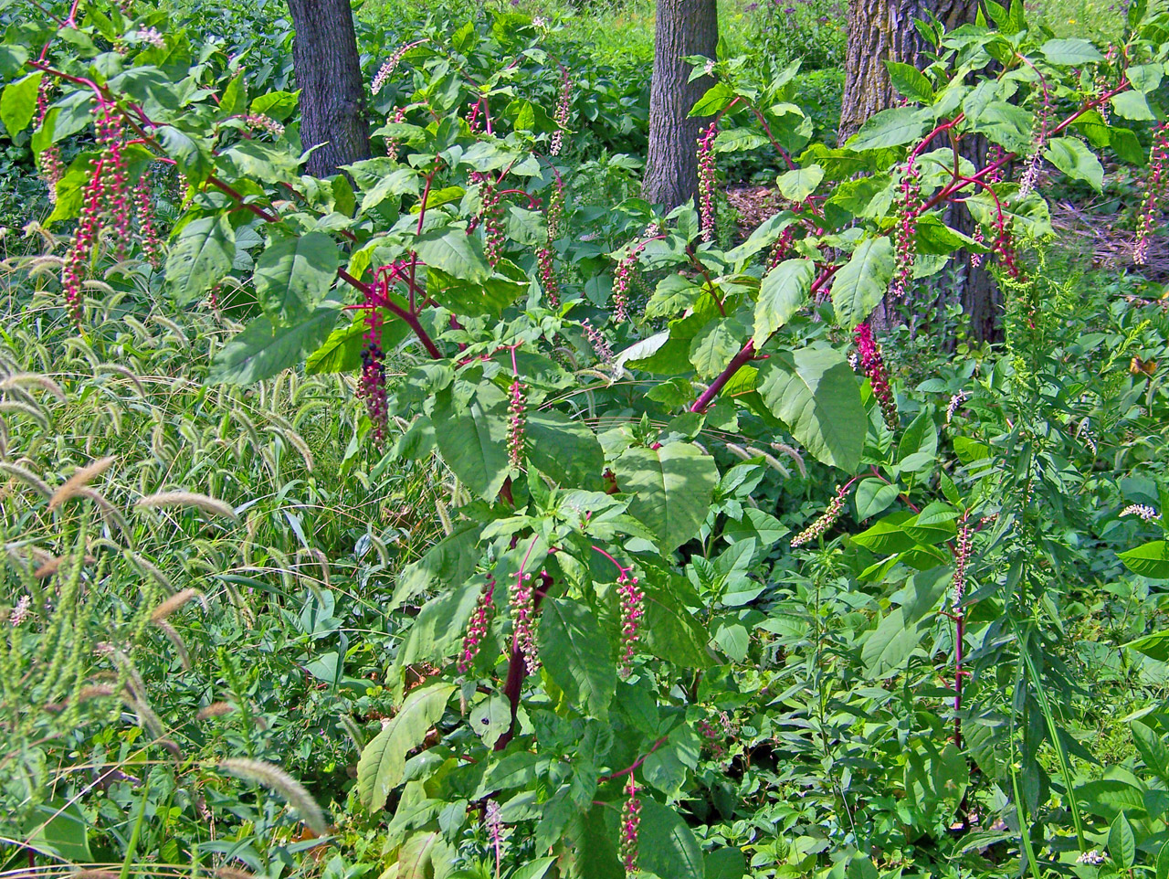 pokeberries poke berries free photo