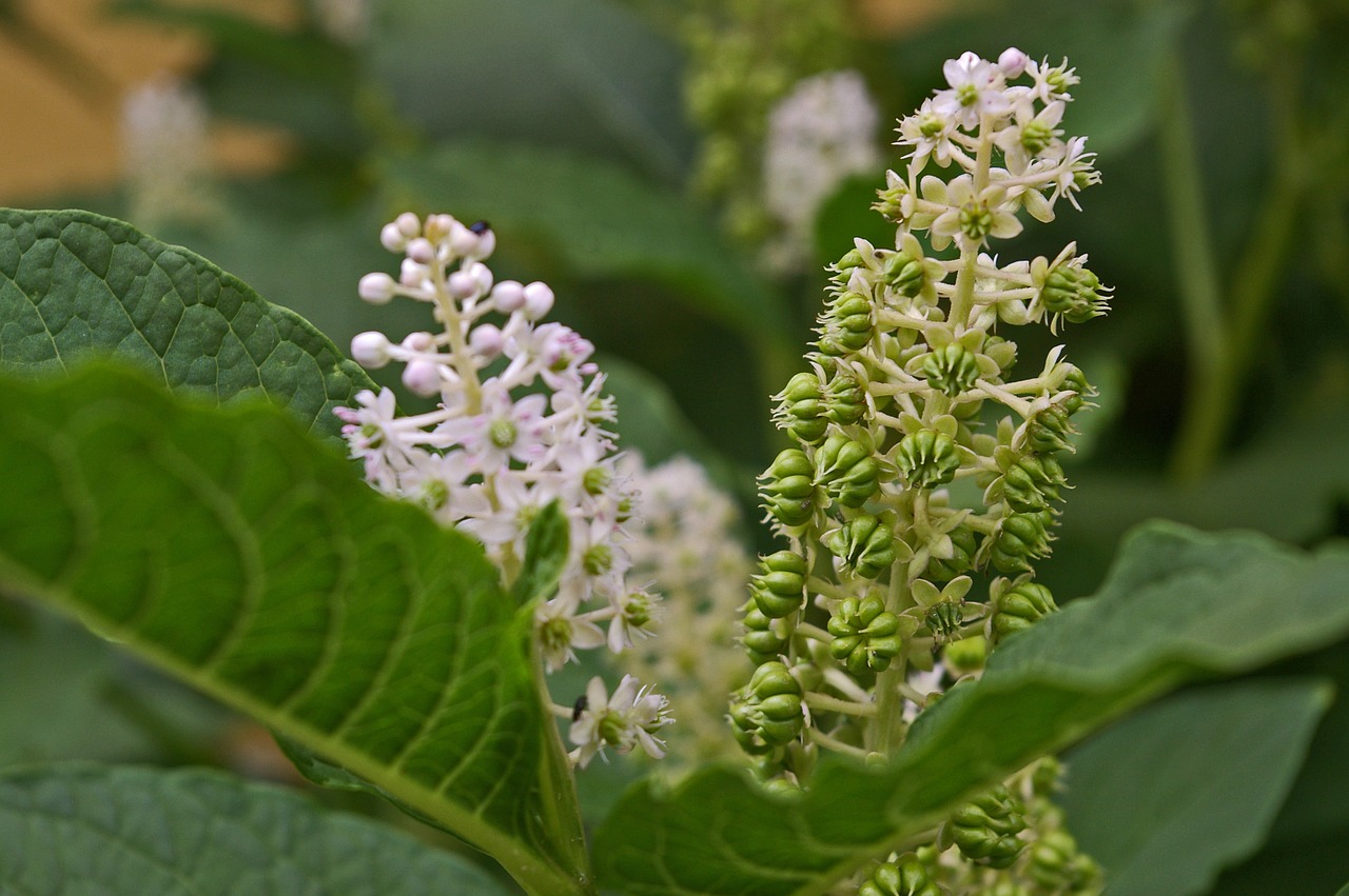 pokeweed berries garden free photo