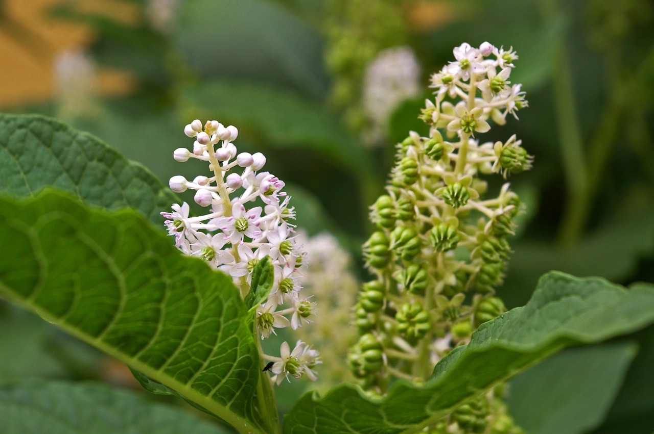 pokeweed berries garden free photo