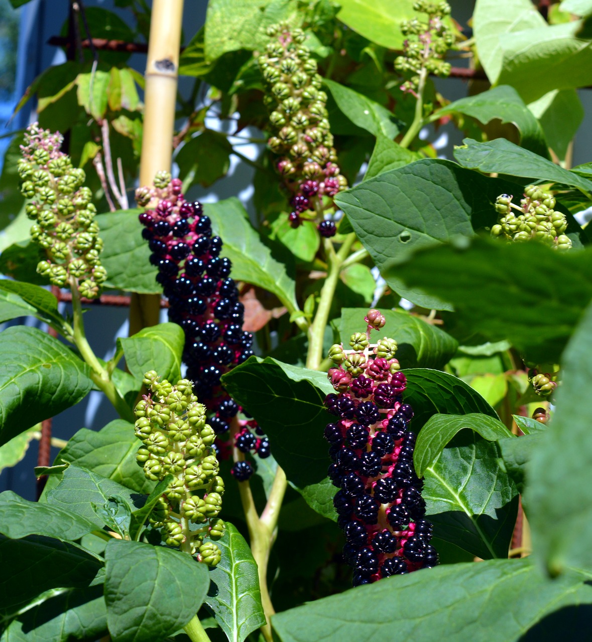 pokeweed phytolacca kermesbeerengewächs free photo