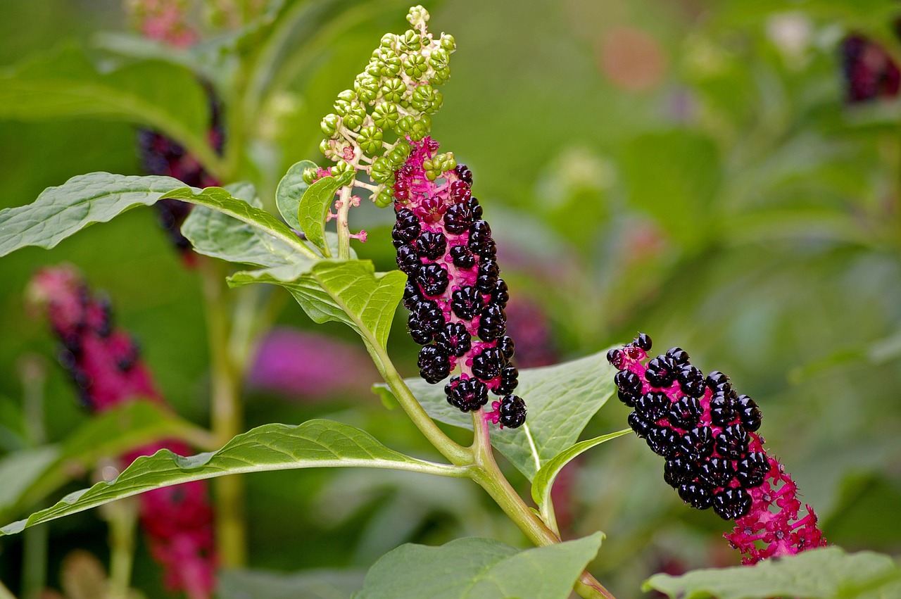 pokeweed berries garden free photo