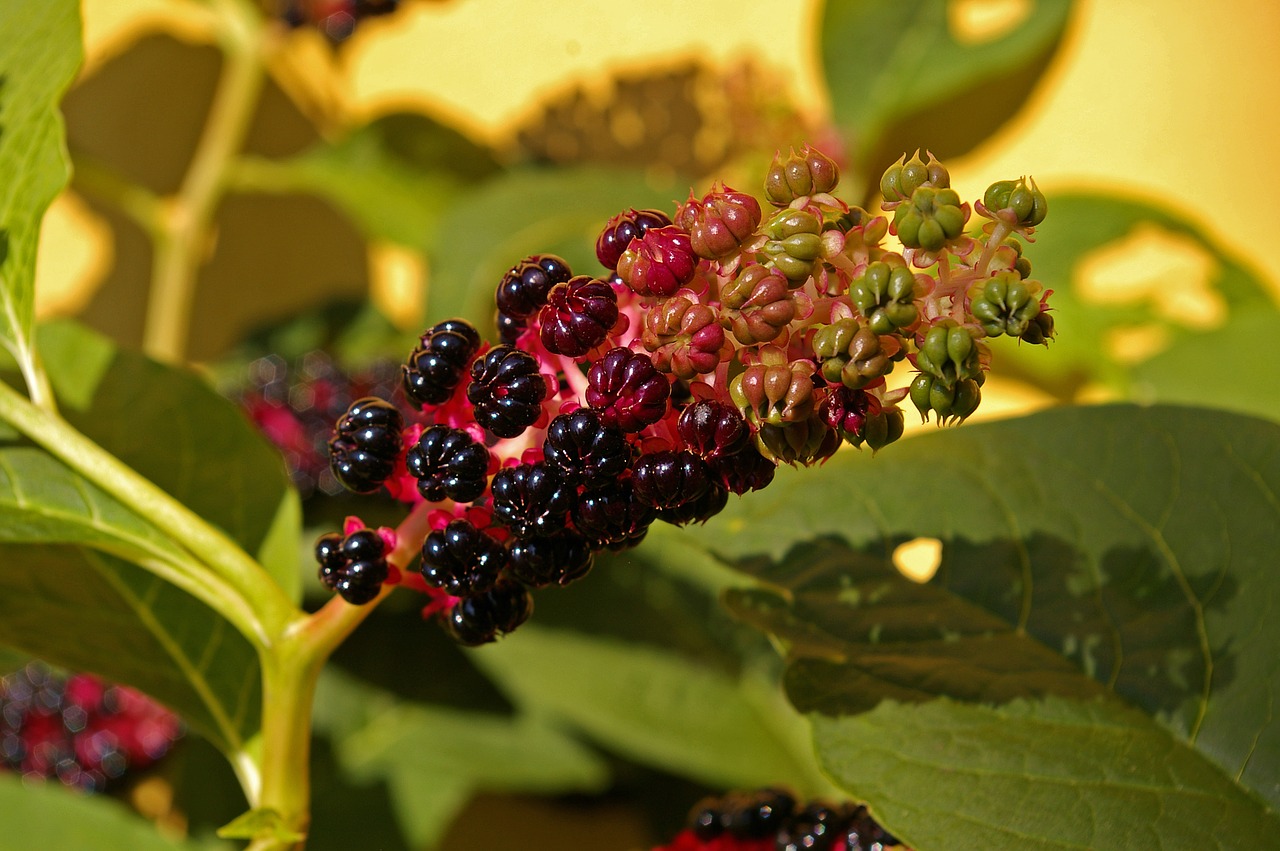 pokeweed berries garden free photo