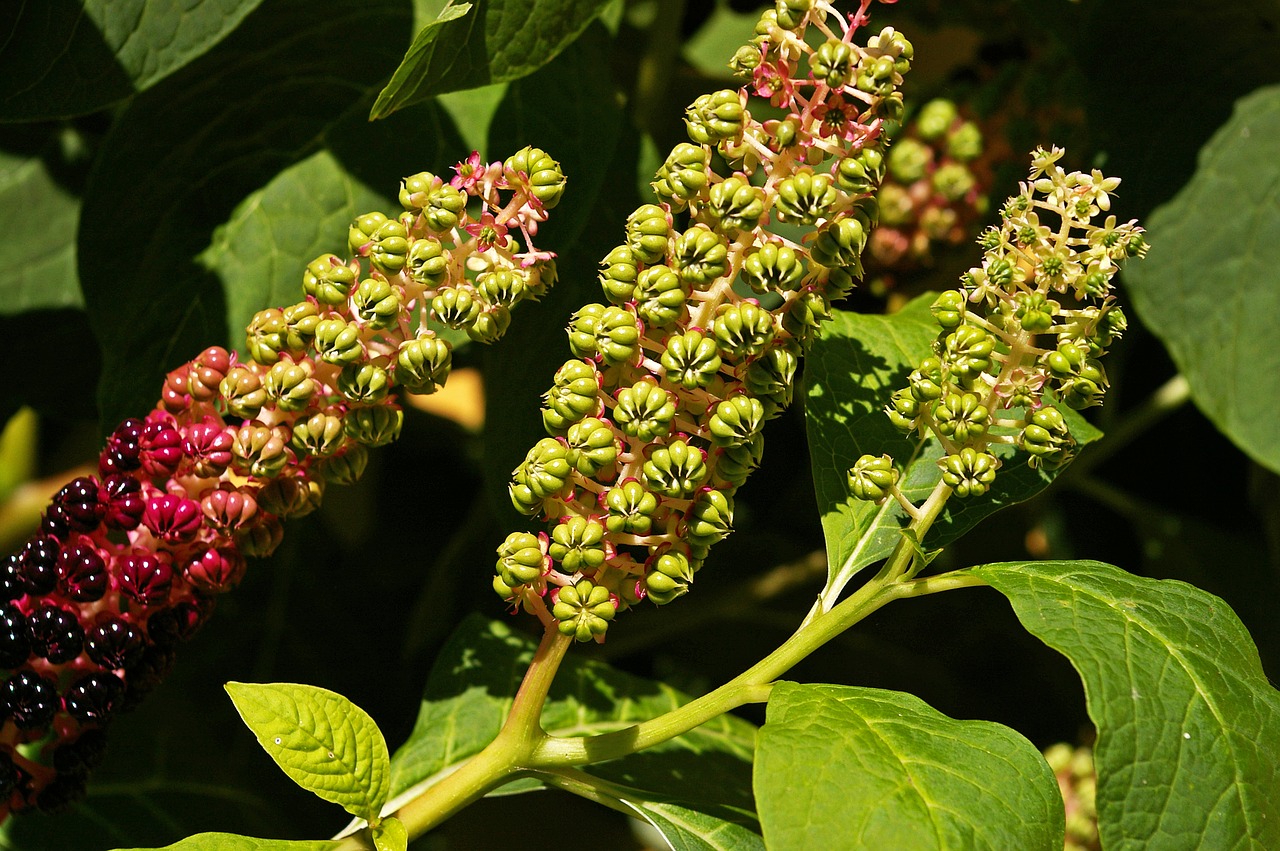 pokeweed berries garden free photo