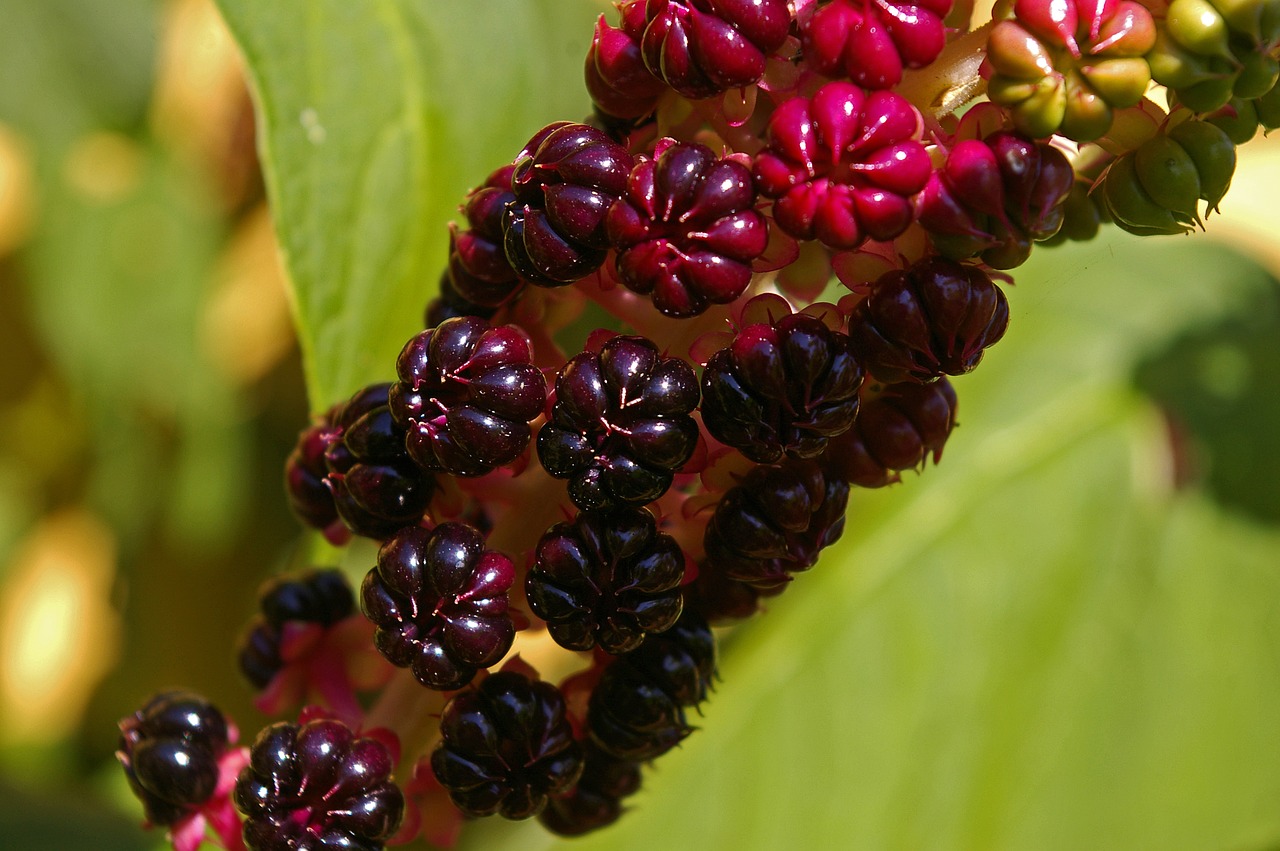 pokeweed berries garden free photo