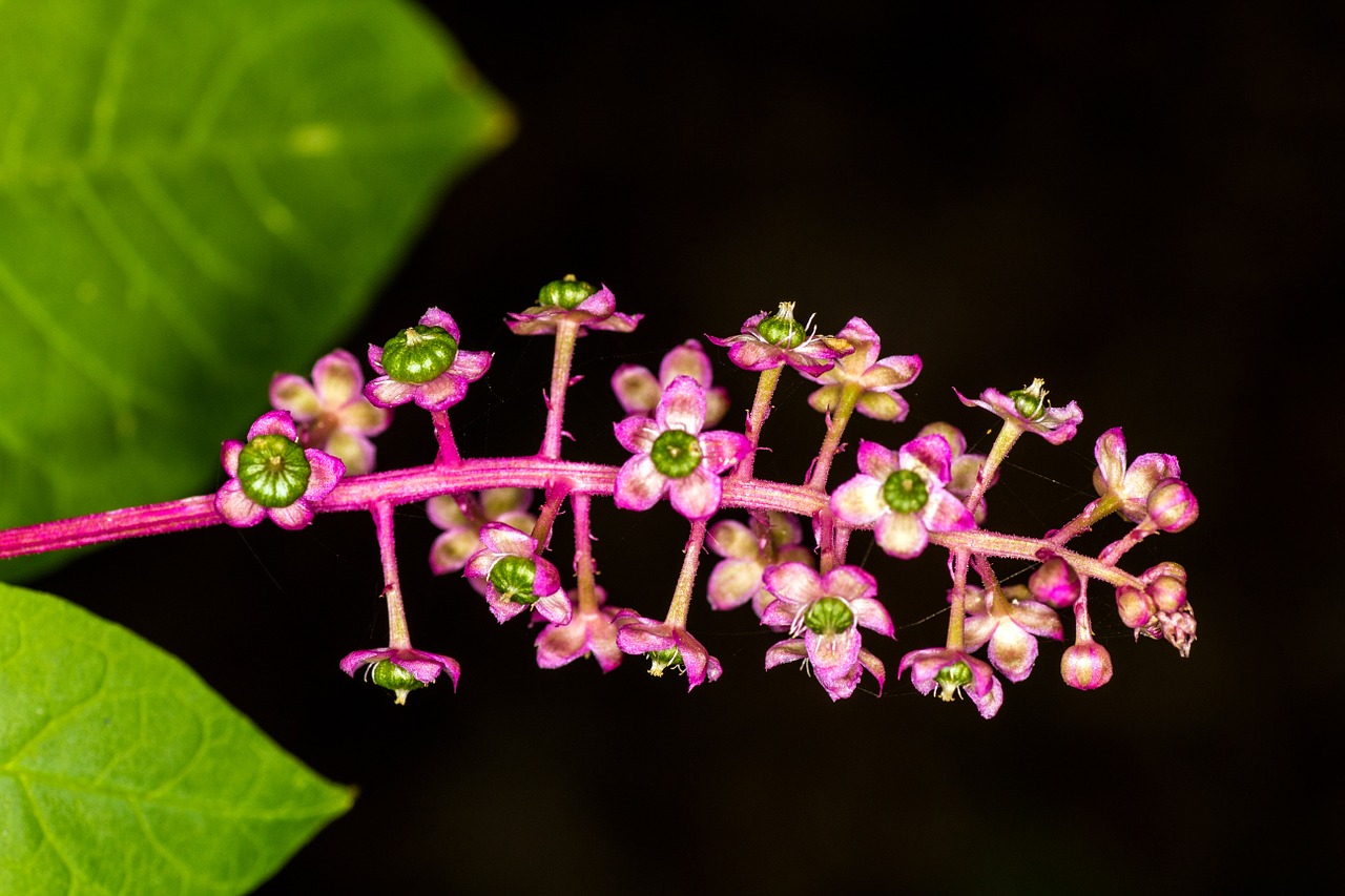 pokeweed blossom bloom free photo