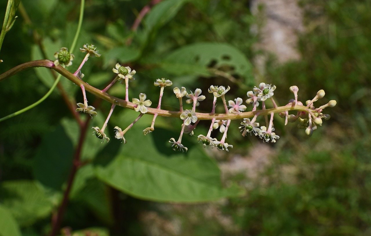 pokeweed flowers tiny flower free photo