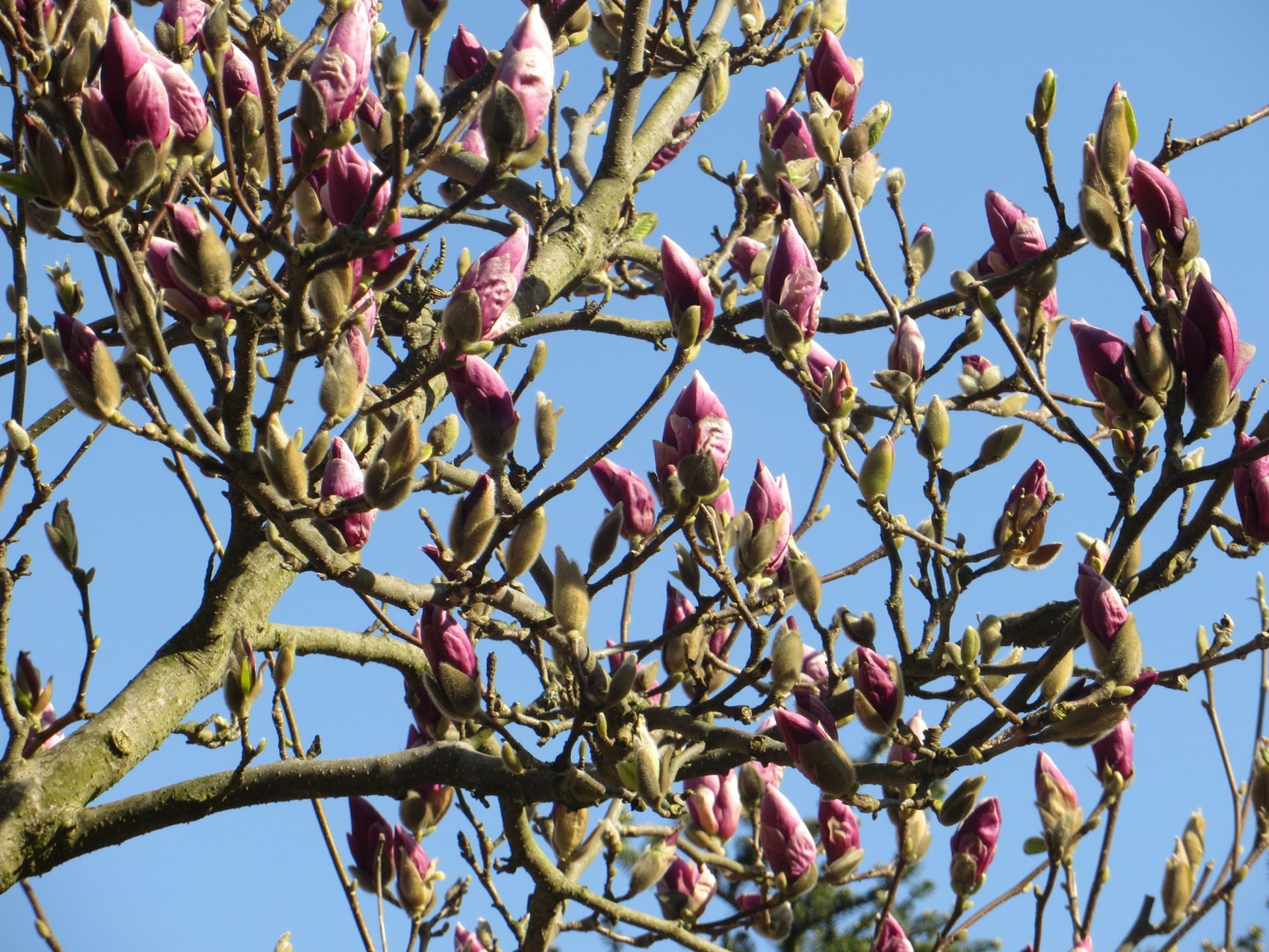 magnolia blossoms spring flourishing magnolia free photo