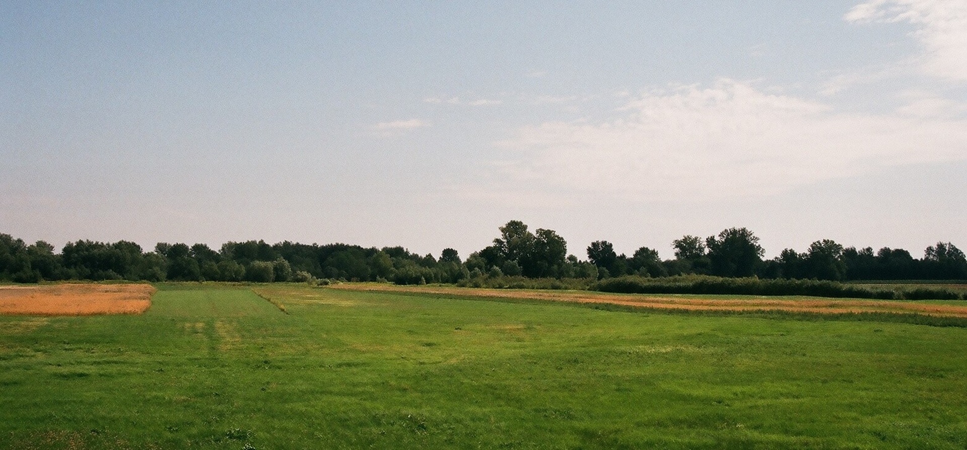 field grain meadow free photo