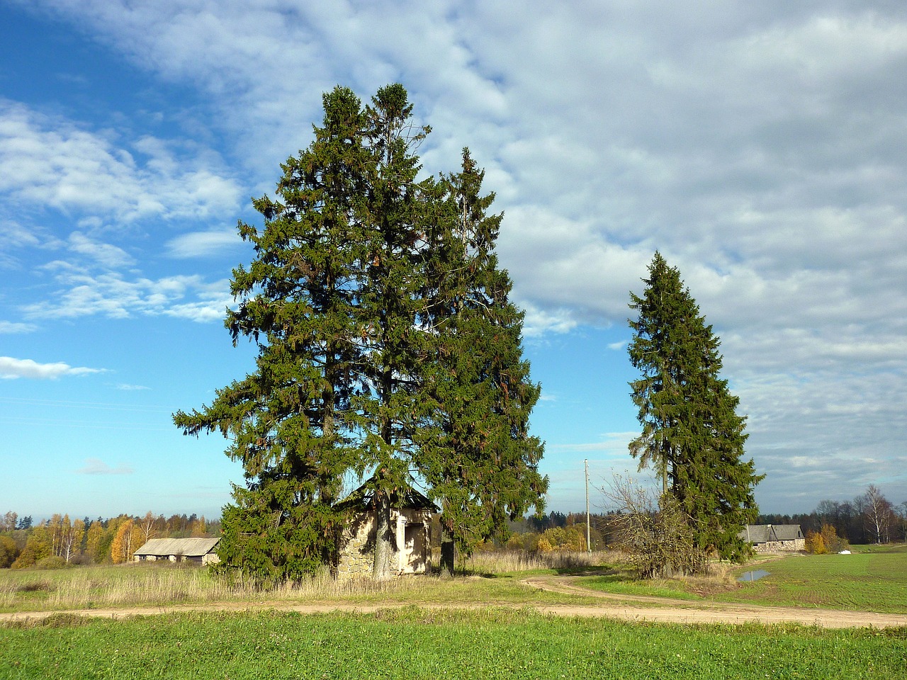 poland trees landscape free photo