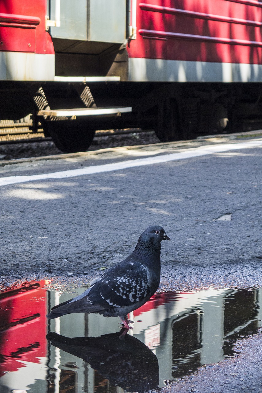 poland railway station train free photo