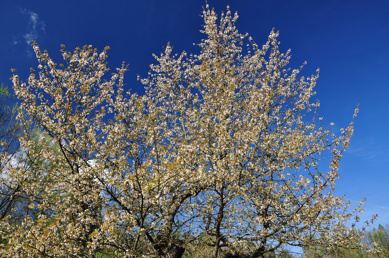 poland nature tree free photo