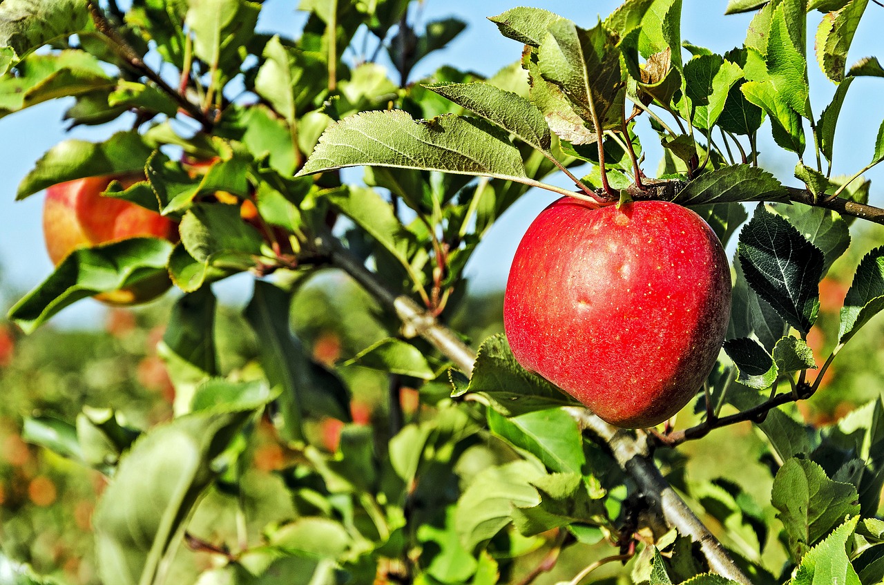 poland celejów apple orchard free photo