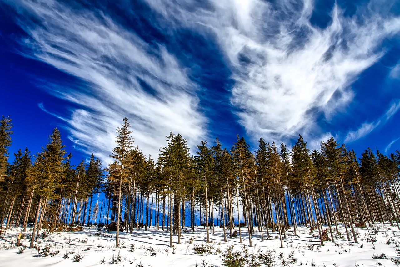 poland landscape tree line free photo