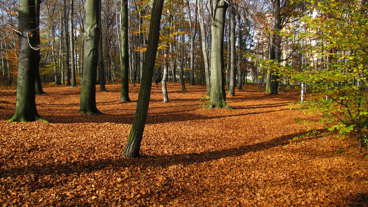 poland forest trees free photo