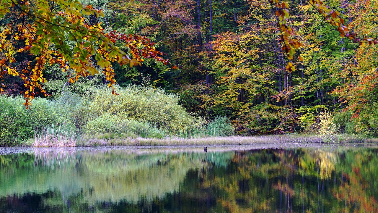 poland  bieszczady  lake duszatyńskie free photo