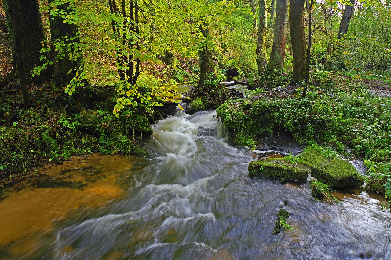 poland  mite  river sopot free photo