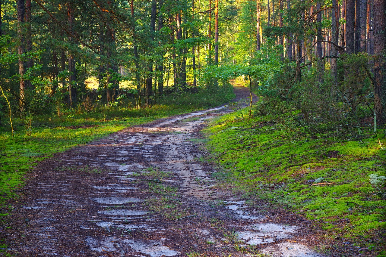 poland  forest  tree free photo