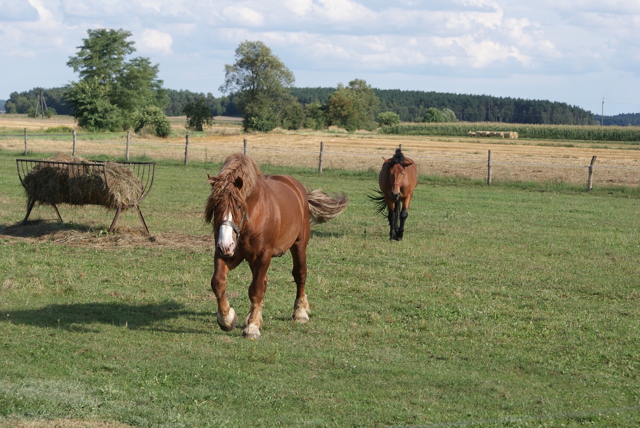 poland village horses fodder free photo