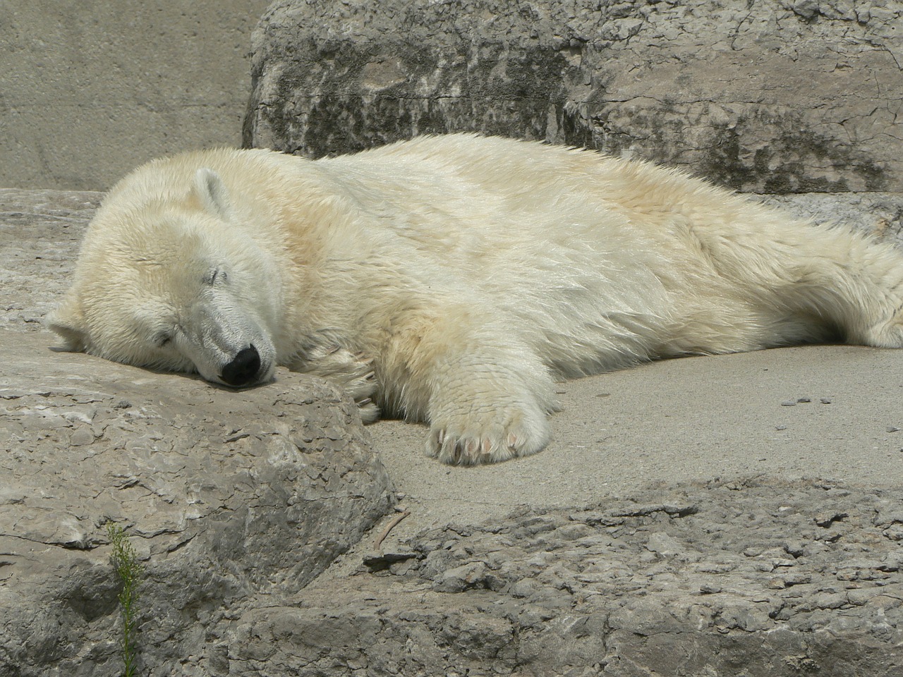 polar bear napping free photo