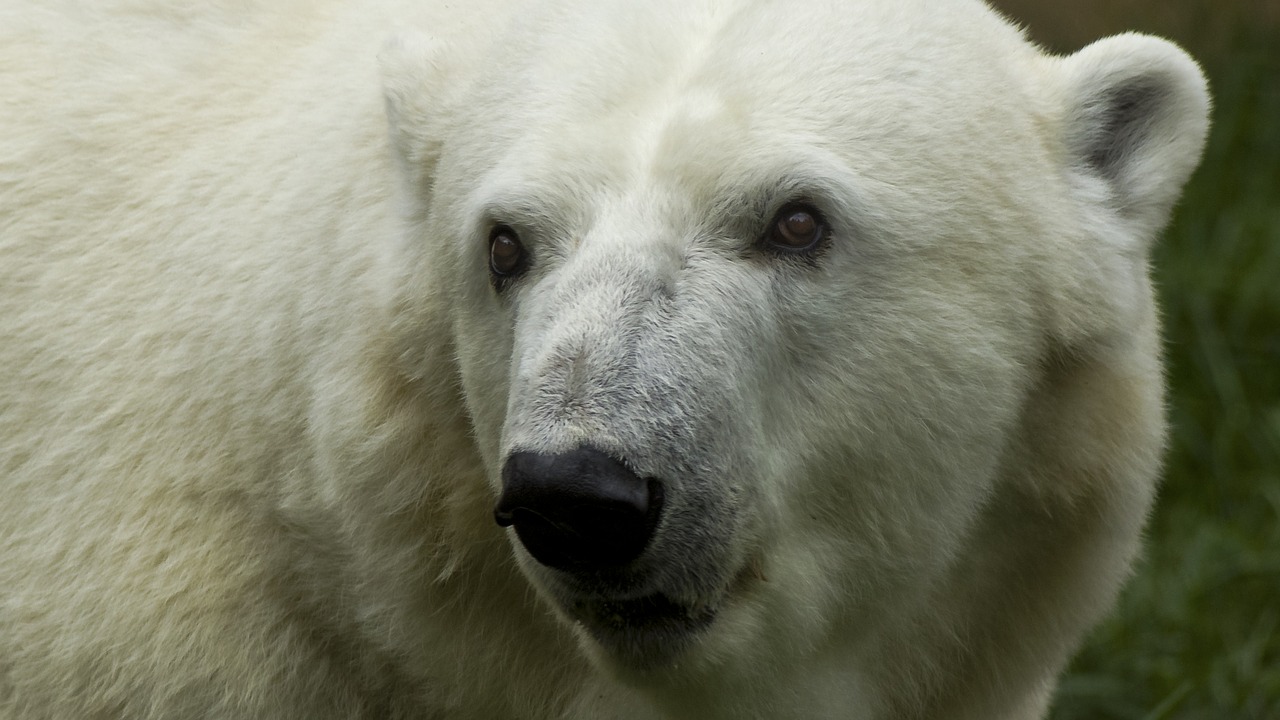 polar mammal wildlife free photo