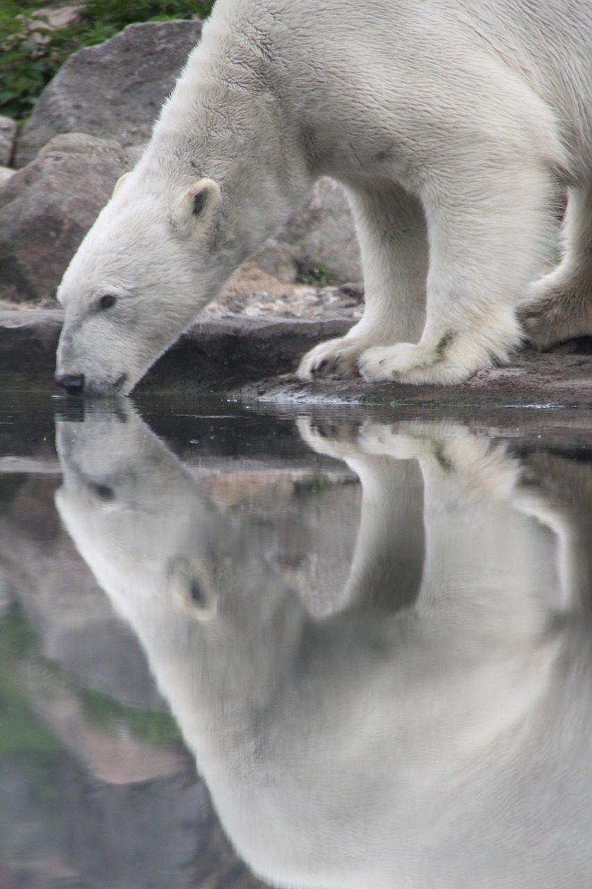 polar bear animal mammal free photo