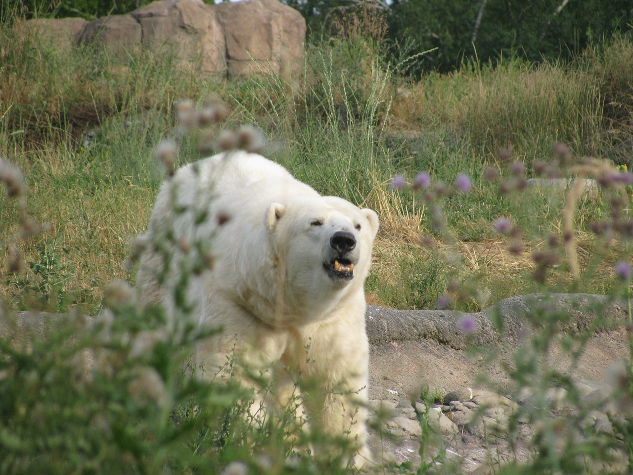 polar bear roar growl free photo