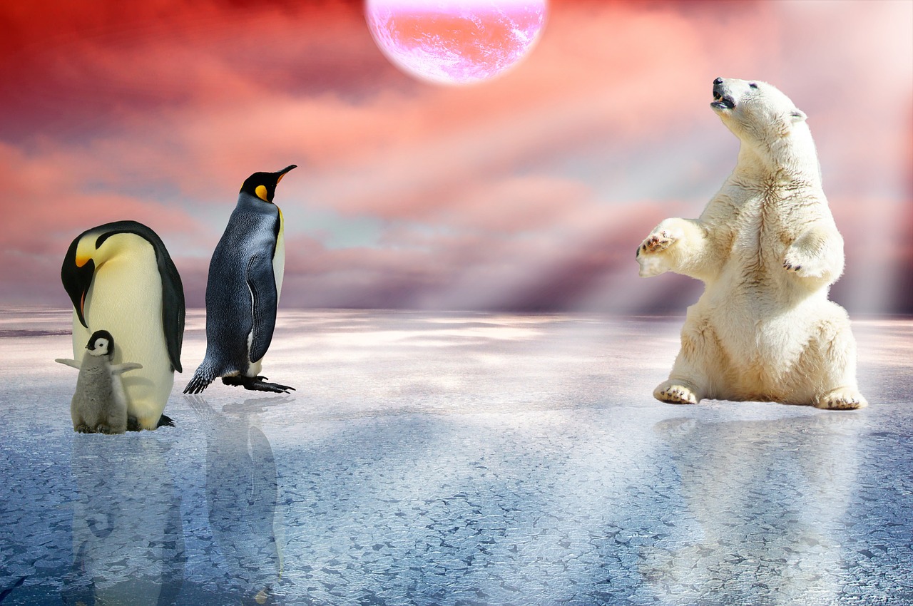 polar bear penguins arctic free photo