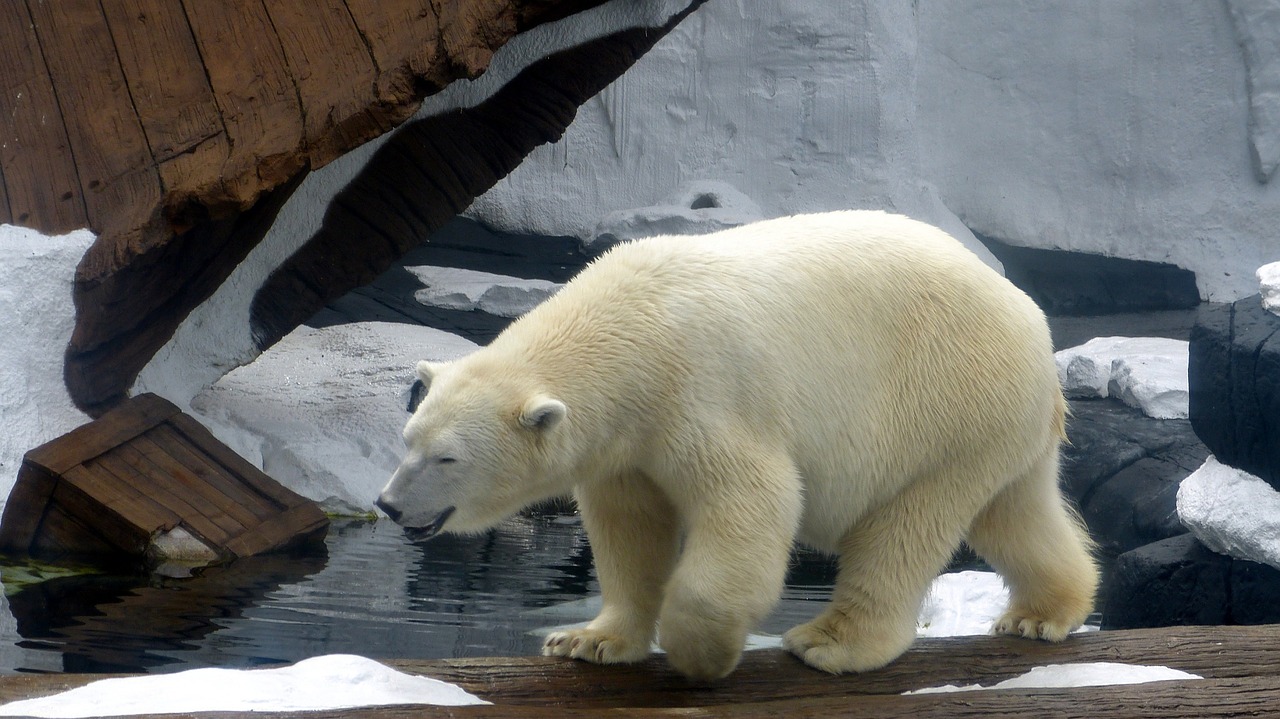 polar bear zoo wildlife free photo