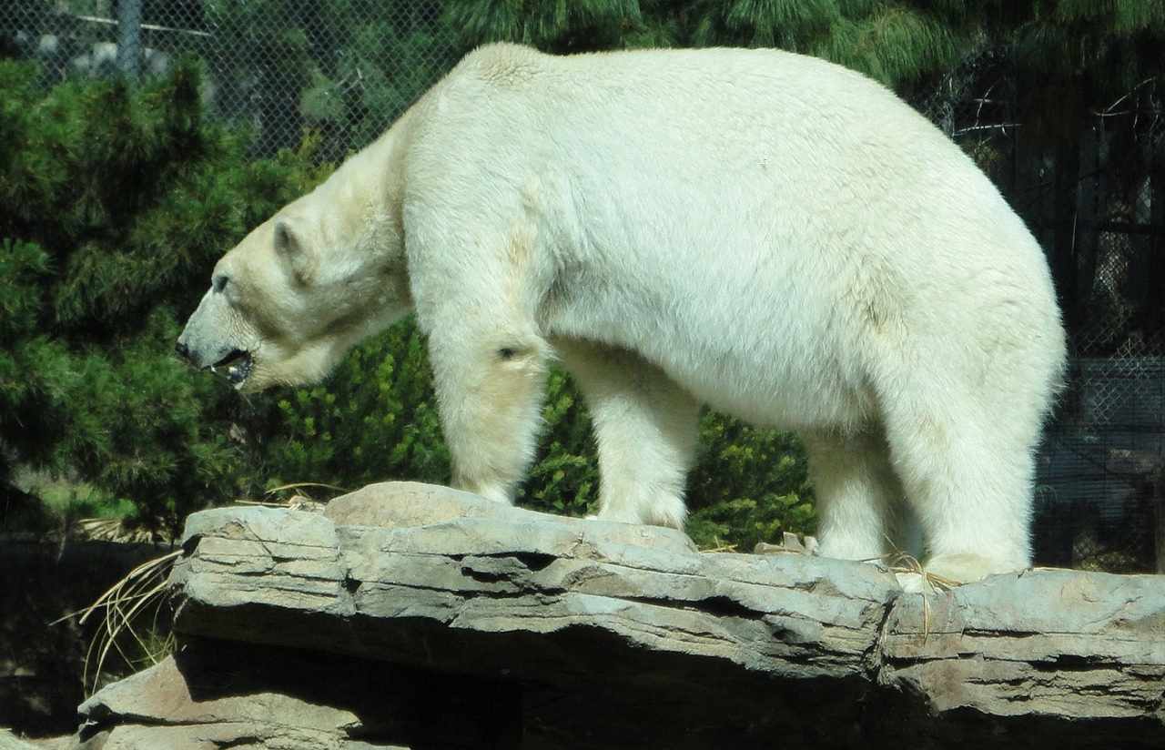 polar bear zoo white free photo