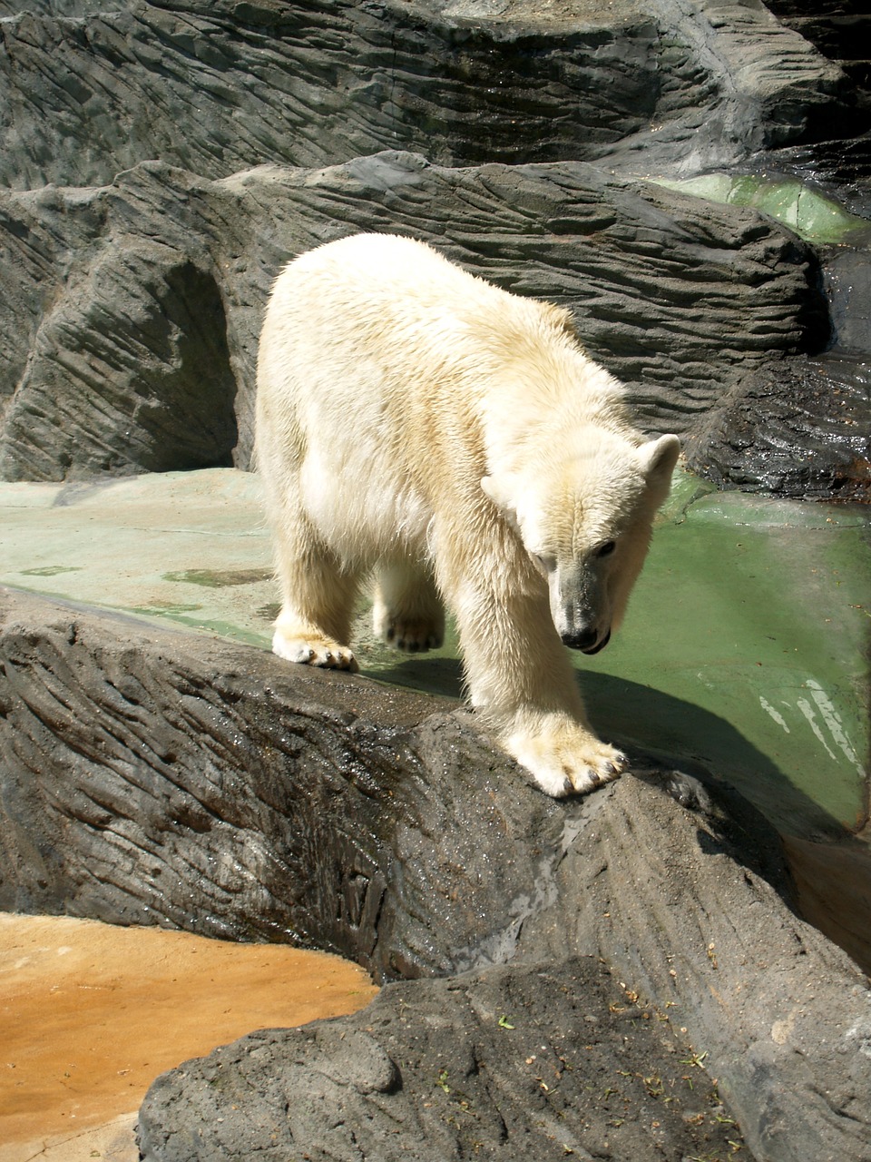 polar bear animal beast free photo