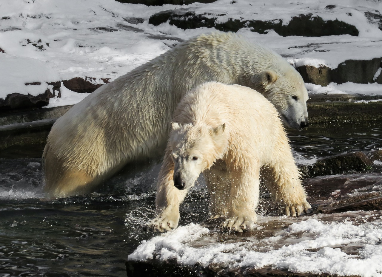 polar bear tiergarten nuremberg free photo