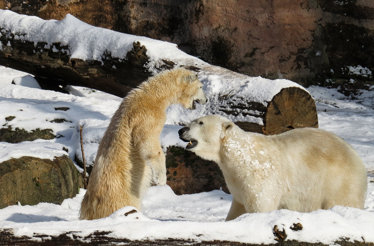 polar bear tiergarten nuremberg free photo