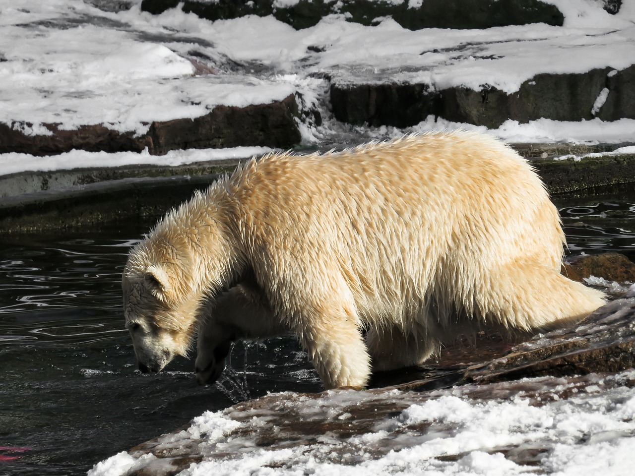 polar bear tiergarten nuremberg free photo