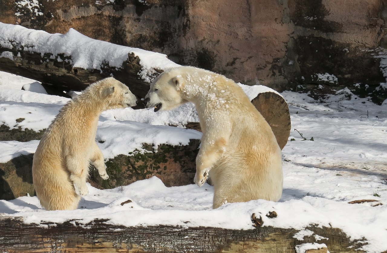 polar bear tiergarten nuremberg free photo