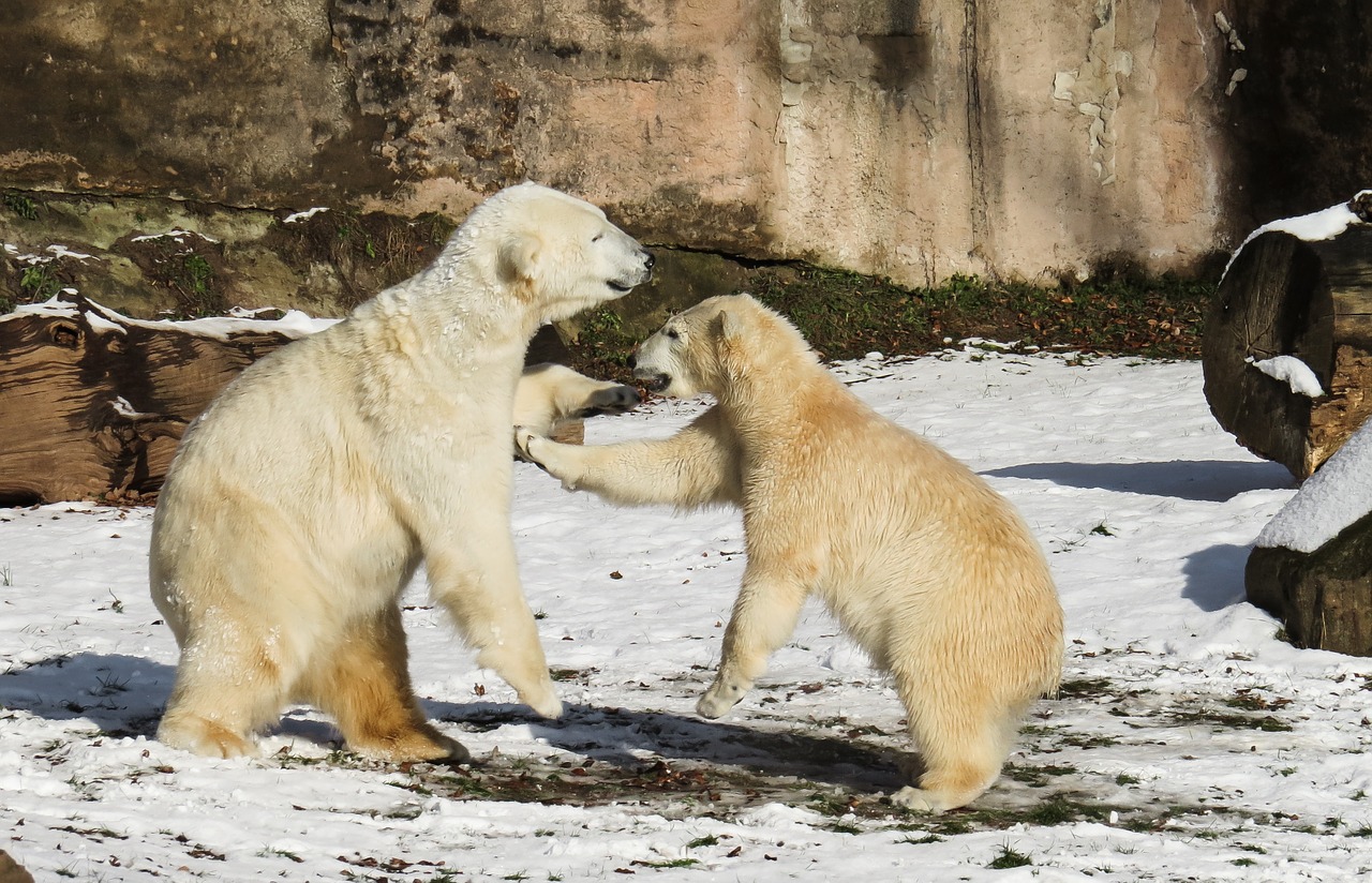 polar bear tiergarten nuremberg free photo