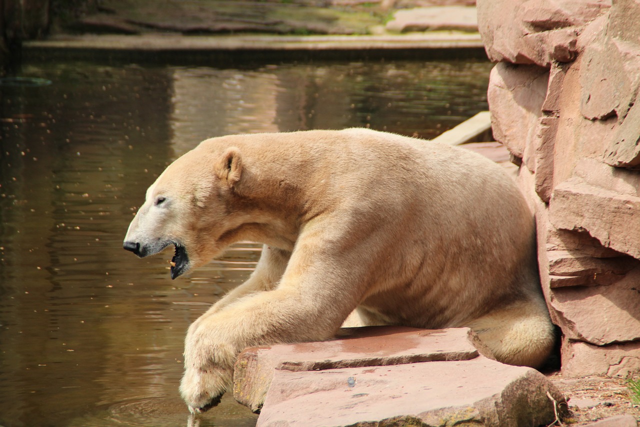 polar bear zoo bear enclosure free photo