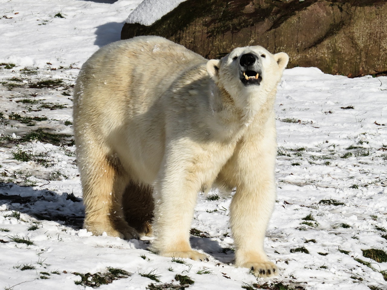 polar bear predator nuremberg free photo