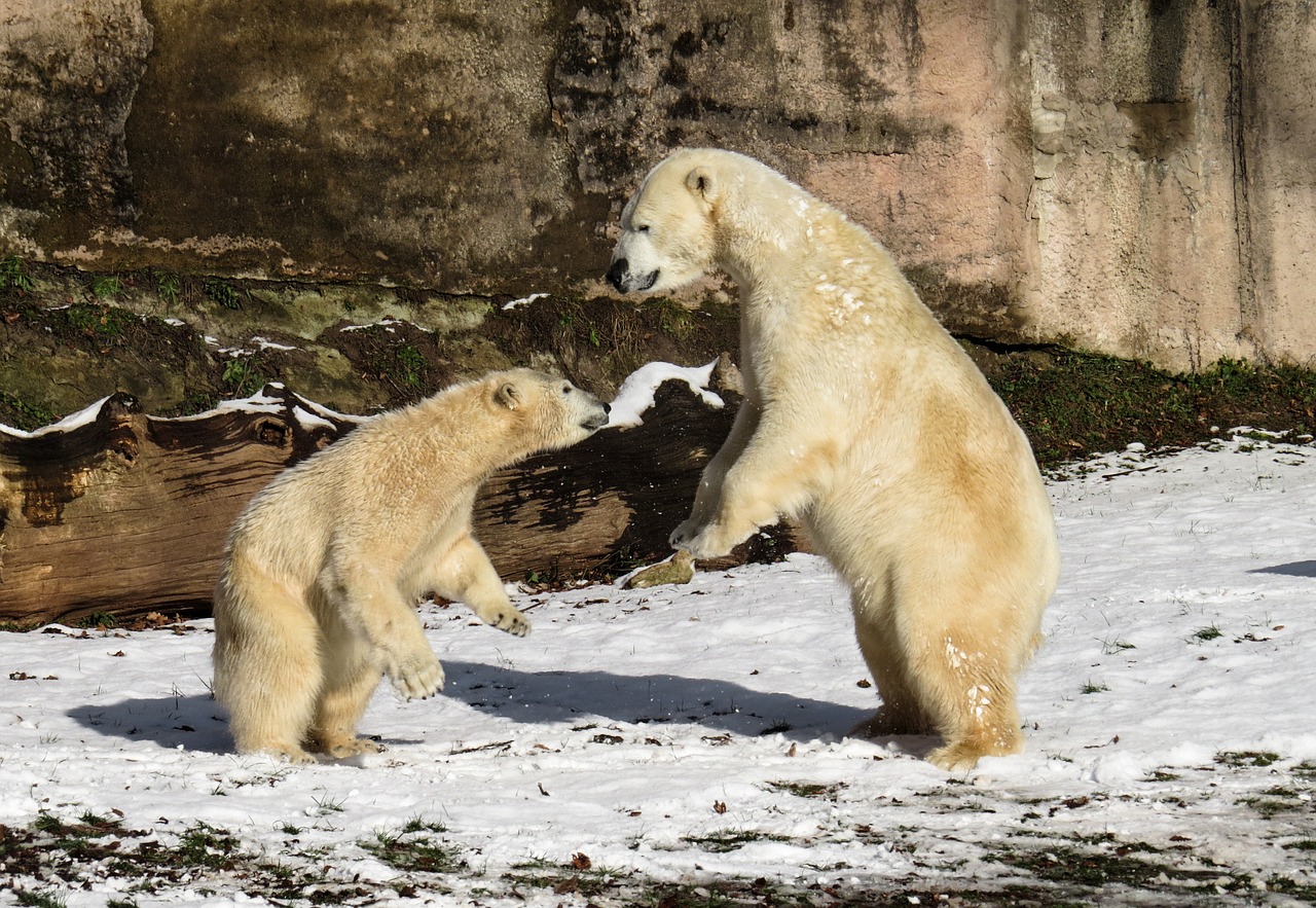 polar bear play fight free photo