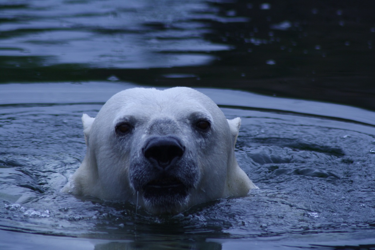 polar bear bear water free photo