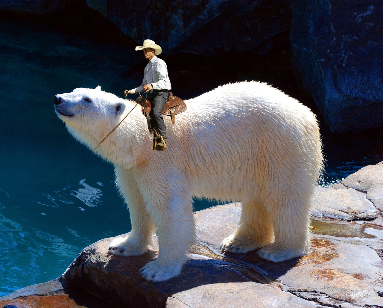 polar bear ride cowboy free photo