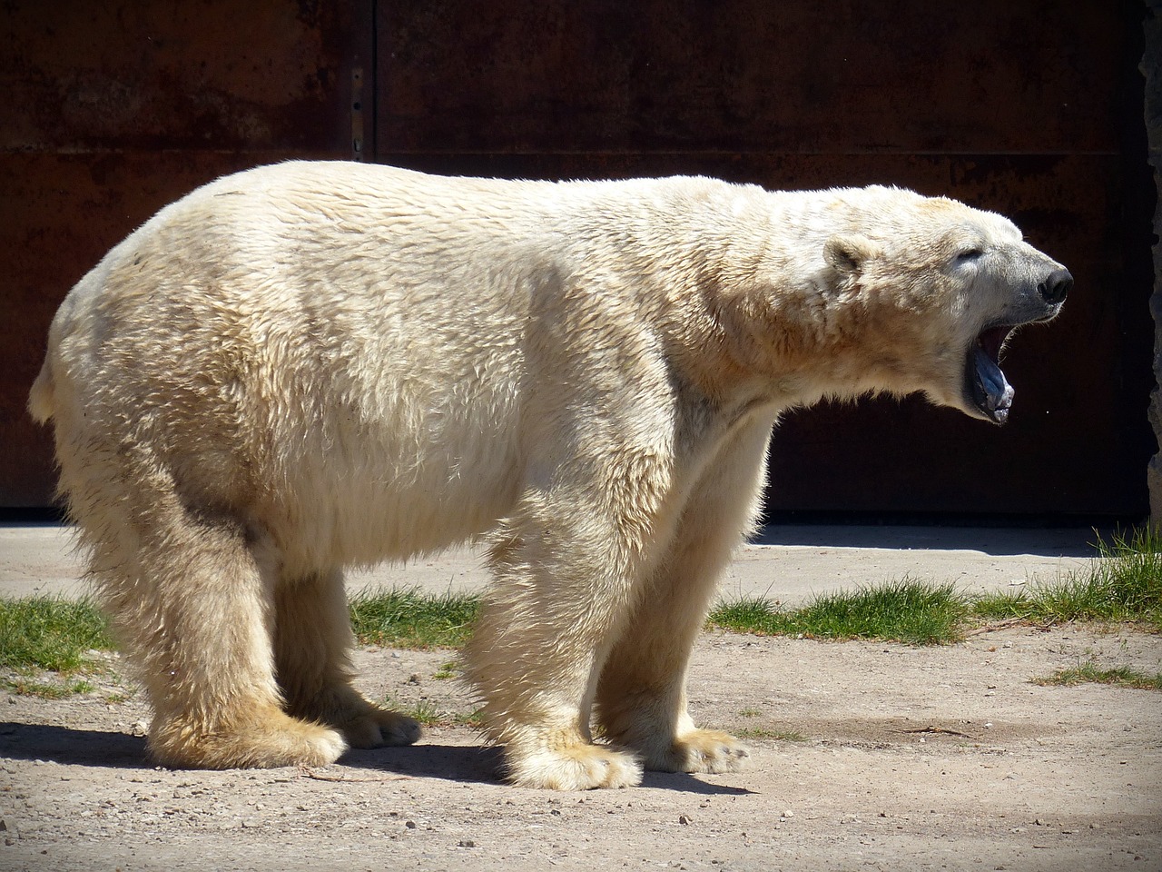polar bear bear predator free photo