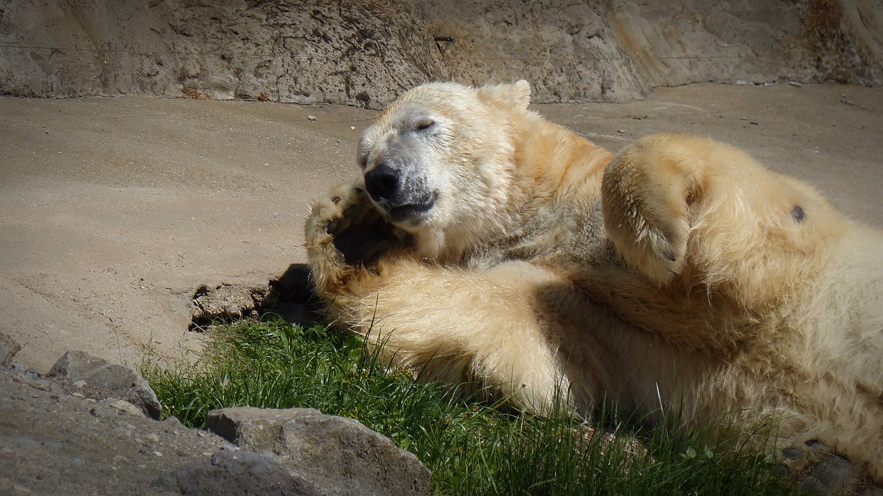 polar bear sleep sun free photo