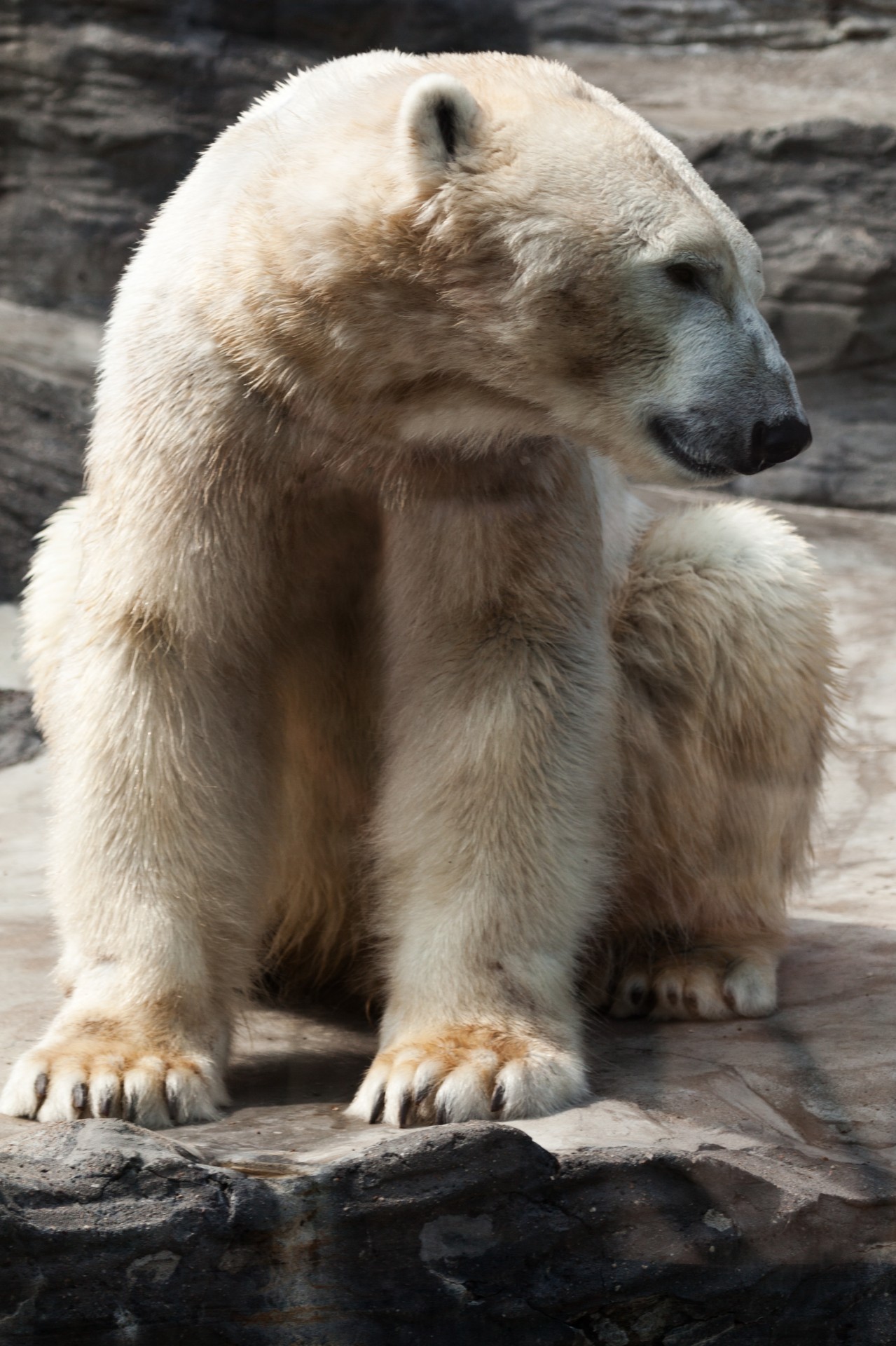 animal arctic polar bear free photo