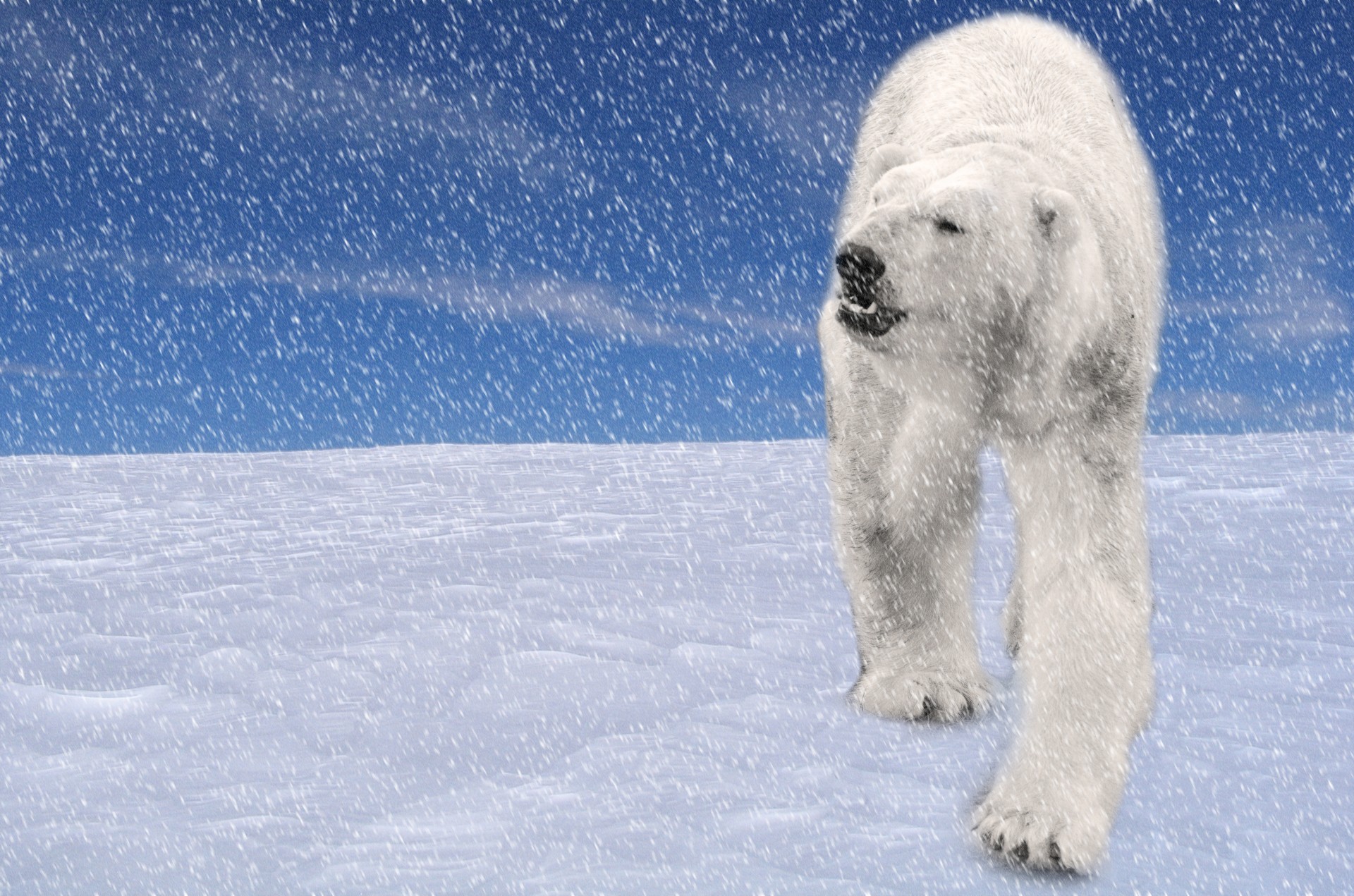 adorable animal arctic free photo