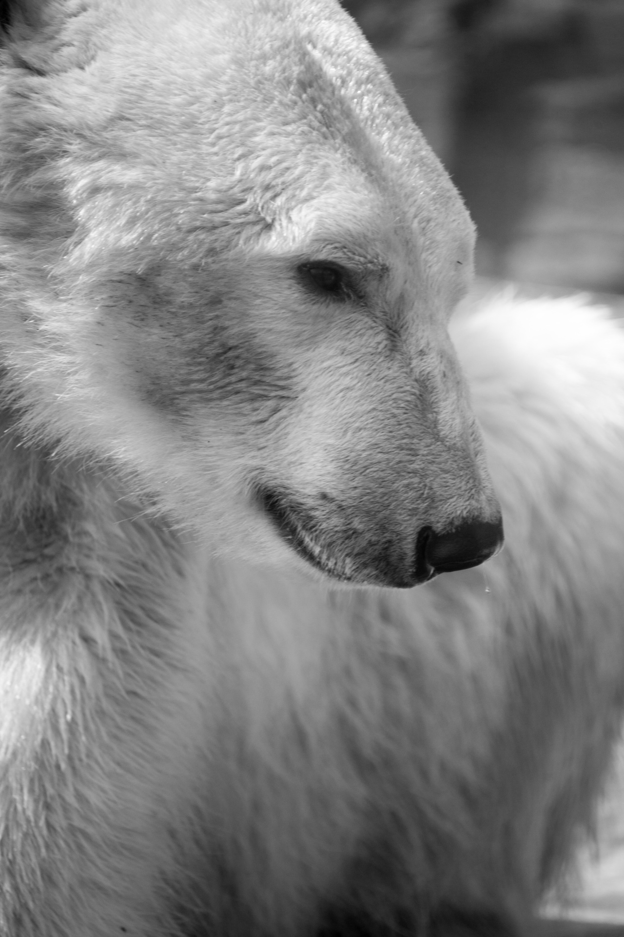 animal arctic black white free photo
